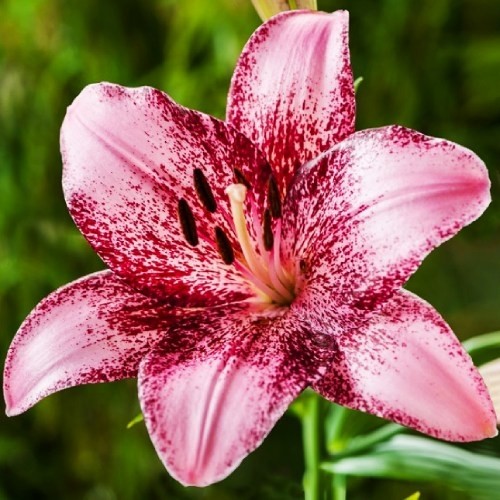 Lily (Lilium) Cogoleto - for Sale Lily (Lilium) Cogoleto