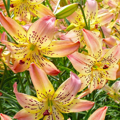 Lily (Lilium) Corsage - for Sale Lily (Lilium) Corsage