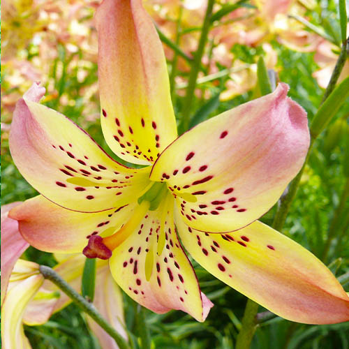 Lily (Lilium) Corsage - for Sale Lily (Lilium) Corsage