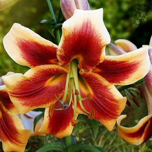Lily (Lilium) Debby - for Sale Lily (Lilium) Debby
