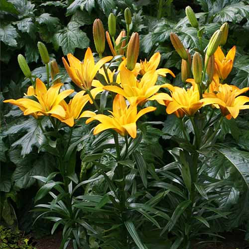 Lily (Lilium) Gold Twin - for Sale Lily (Lilium) Gold Twin