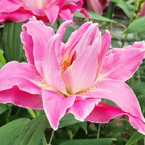 Lily (Lilium) Dreamline - for Sale Lily (Lilium) Dreamline