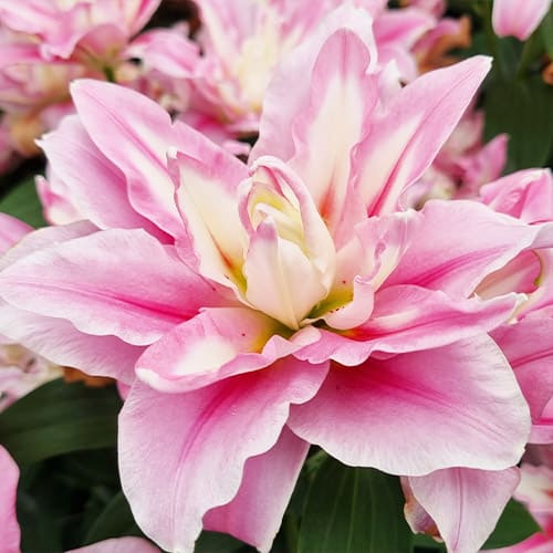 Lily (Lilium) Dreamline - for Sale Lily (Lilium) Dreamline