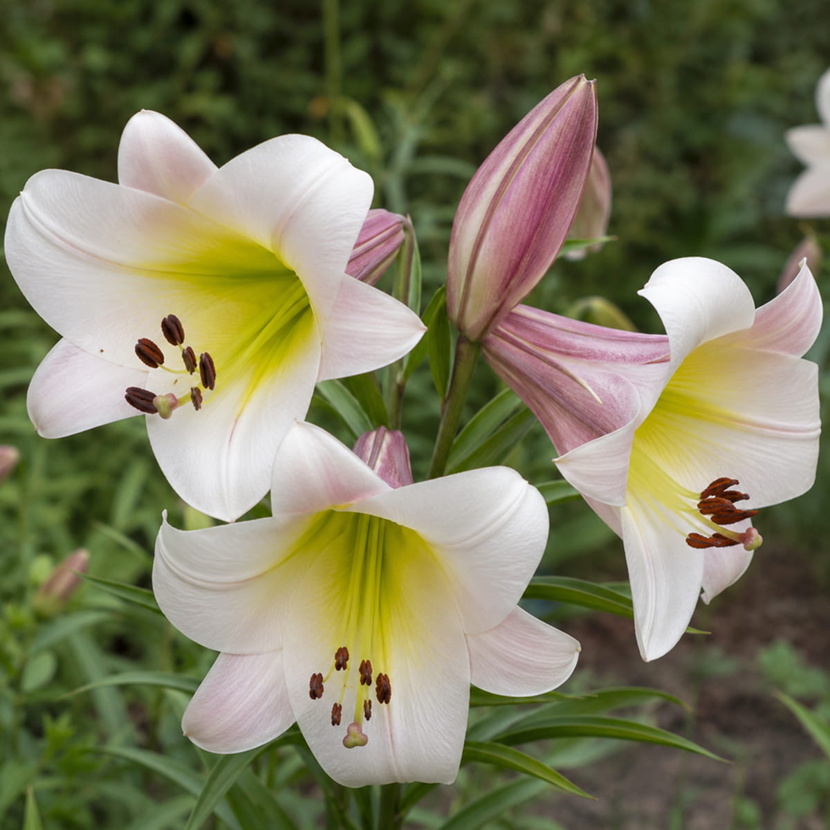Lily (Lilium) Eastern Moon - for Sale Lily (Lilium) Eastern Moon