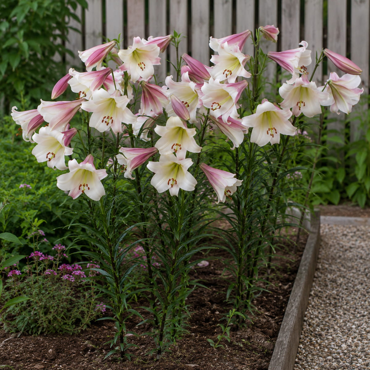 Lily (Lilium) Eastern Moon - for Sale Lily (Lilium) Eastern Moon