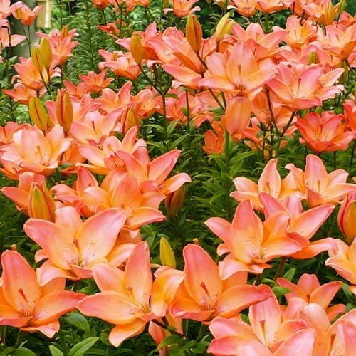 Lily (Lilium) Easy Beat - for Sale Lily (Lilium) Easy Beat