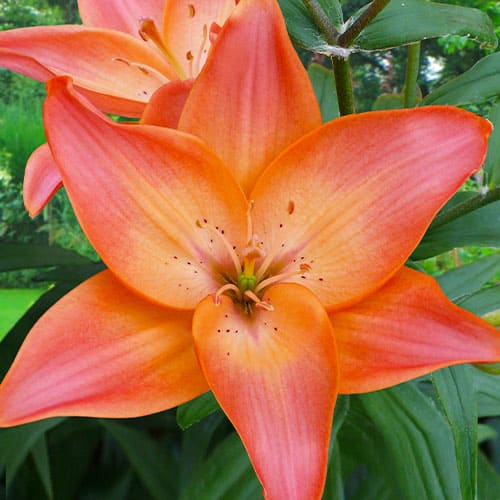 Lily (Lilium) Easy Beat - for Sale Lily (Lilium) Easy Beat