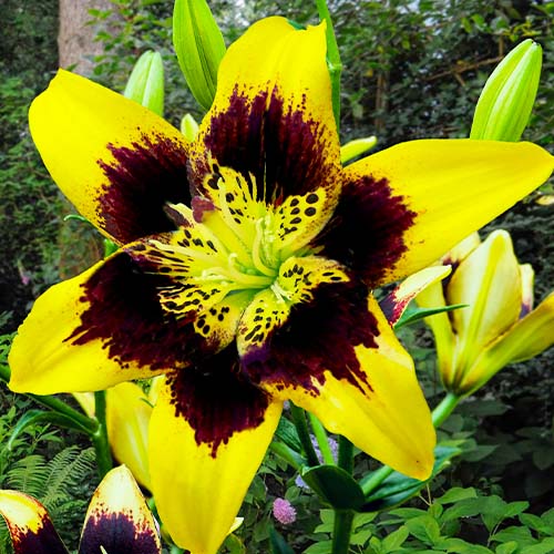 Lilium Easy Dance - for Sale Lilium Easy Dance