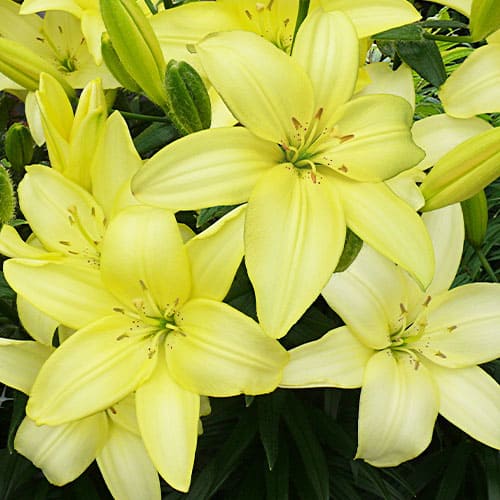 Lily (Lilium) Easy Vanilla - for Sale Lily (Lilium) Easy Vanilla