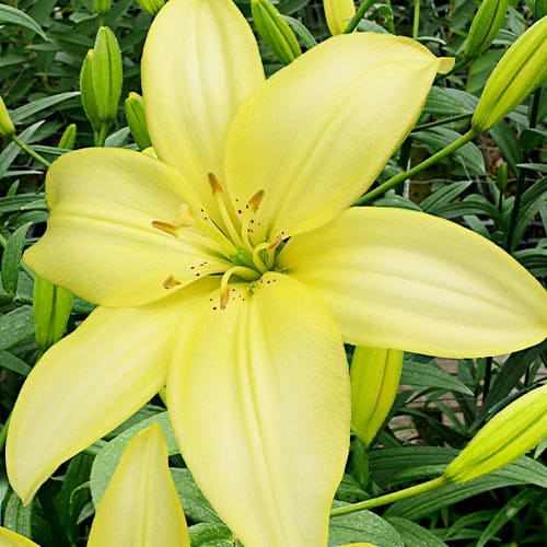 Lily (Lilium) Easy Vanilla - for Sale Lily (Lilium) Easy Vanilla