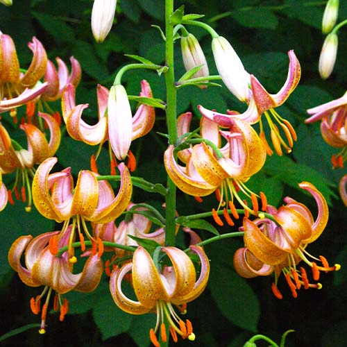 Lily (Lilium) Fairy Morning - for Sale Lily (Lilium) Fairy Morning