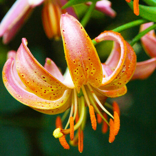 Lily (Lilium) Fairy Morning - for Sale Lily (Lilium) Fairy Morning