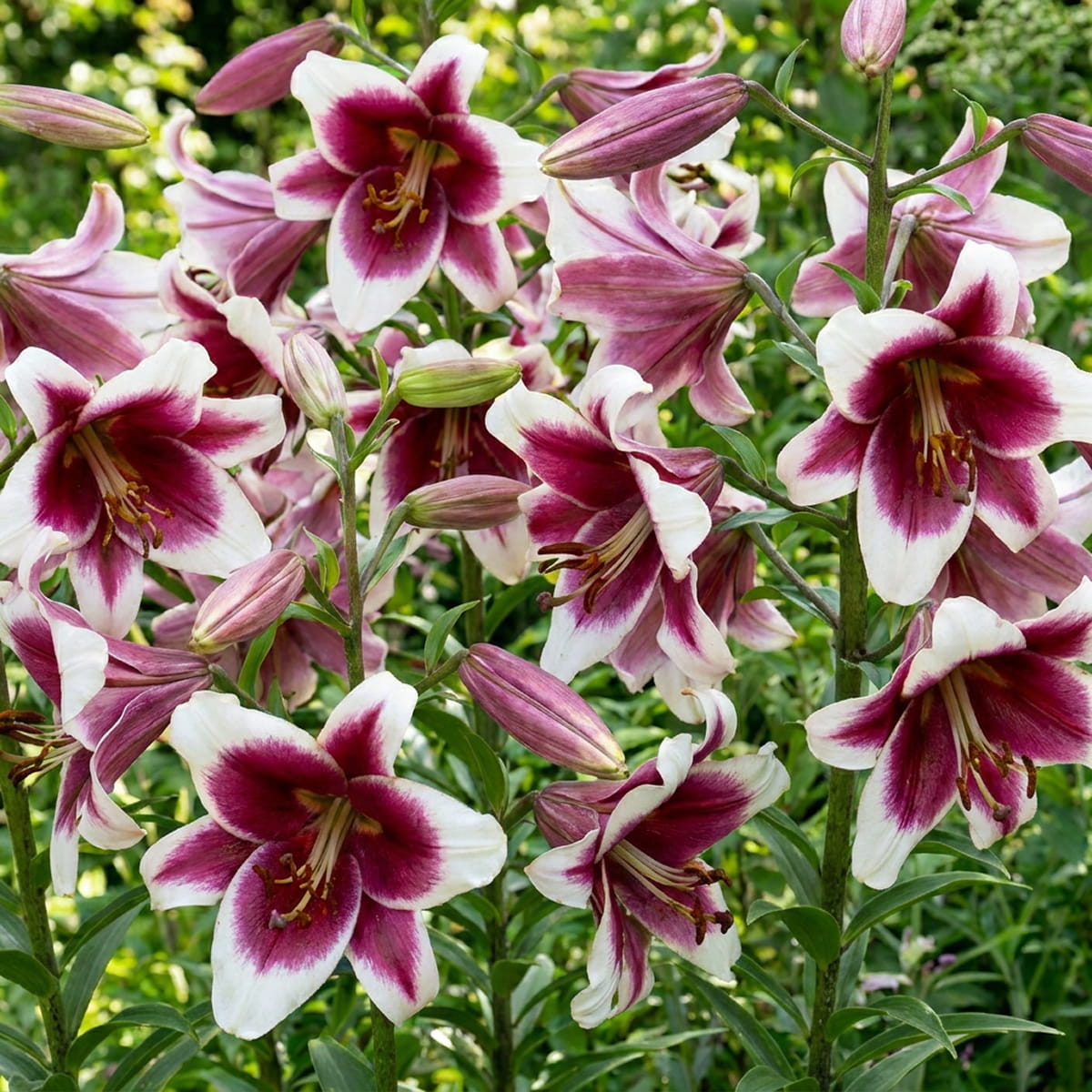 Lírio (Lilium) Friso - for Sale Lírio (Lilium) Friso