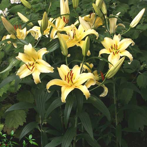 Lily (Lilium) Gold Fever - for Sale Lily (Lilium) Gold Fever