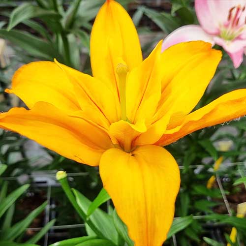 Lily (Lilium) Gold Twin - for Sale Lily (Lilium) Gold Twin