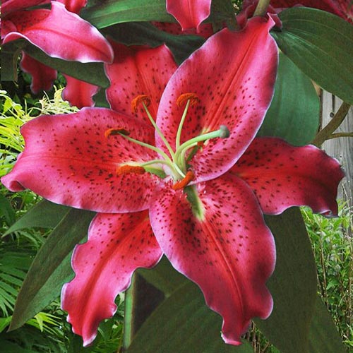 Lily (Lilium) Gomera - for Sale Lily (Lilium) Gomera