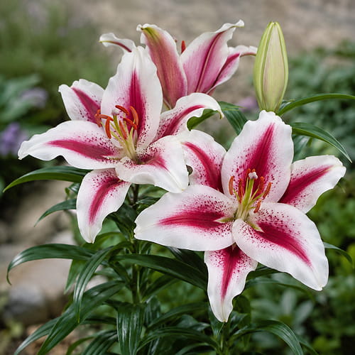 Lily (Lilium) Hachi - for Sale Lily (Lilium) Hachi