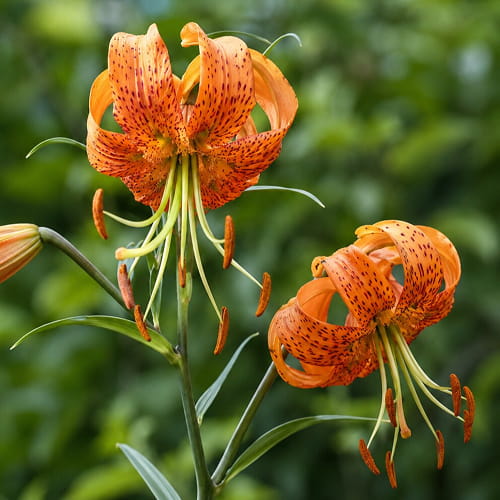 Lilie (Lilium) Henryi - for Sale Lilie (Lilium) Henryi