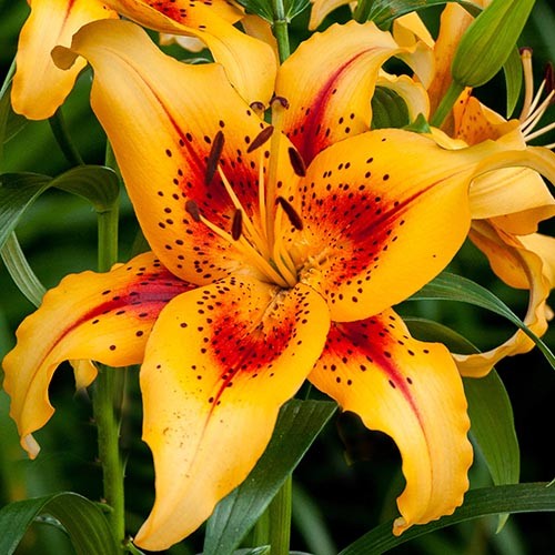 Lily (Lilium) Hotel California - for Sale Lily (Lilium) Hotel California