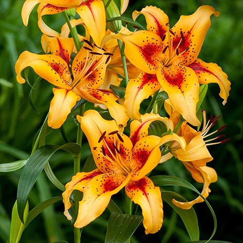 Lily (Lilium) Hotel California - for Sale Lily (Lilium) Hotel California
