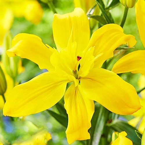 Lilium Kensington - for Sale Lilium Kensington