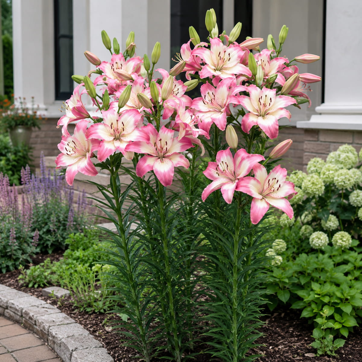 Lilium Levi - for Sale Lilium Levi