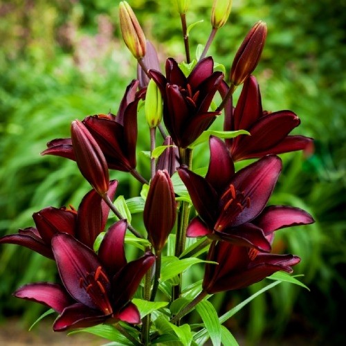 Lily (Lilium) Mascara - for Sale Lily (Lilium) Mascara