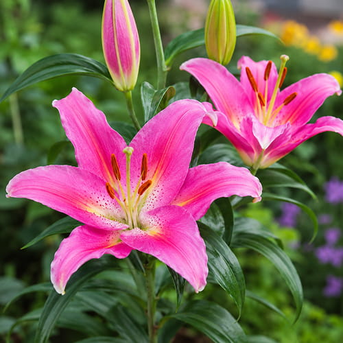 Lilium Mount Cook - for Sale Lilium Mount Cook