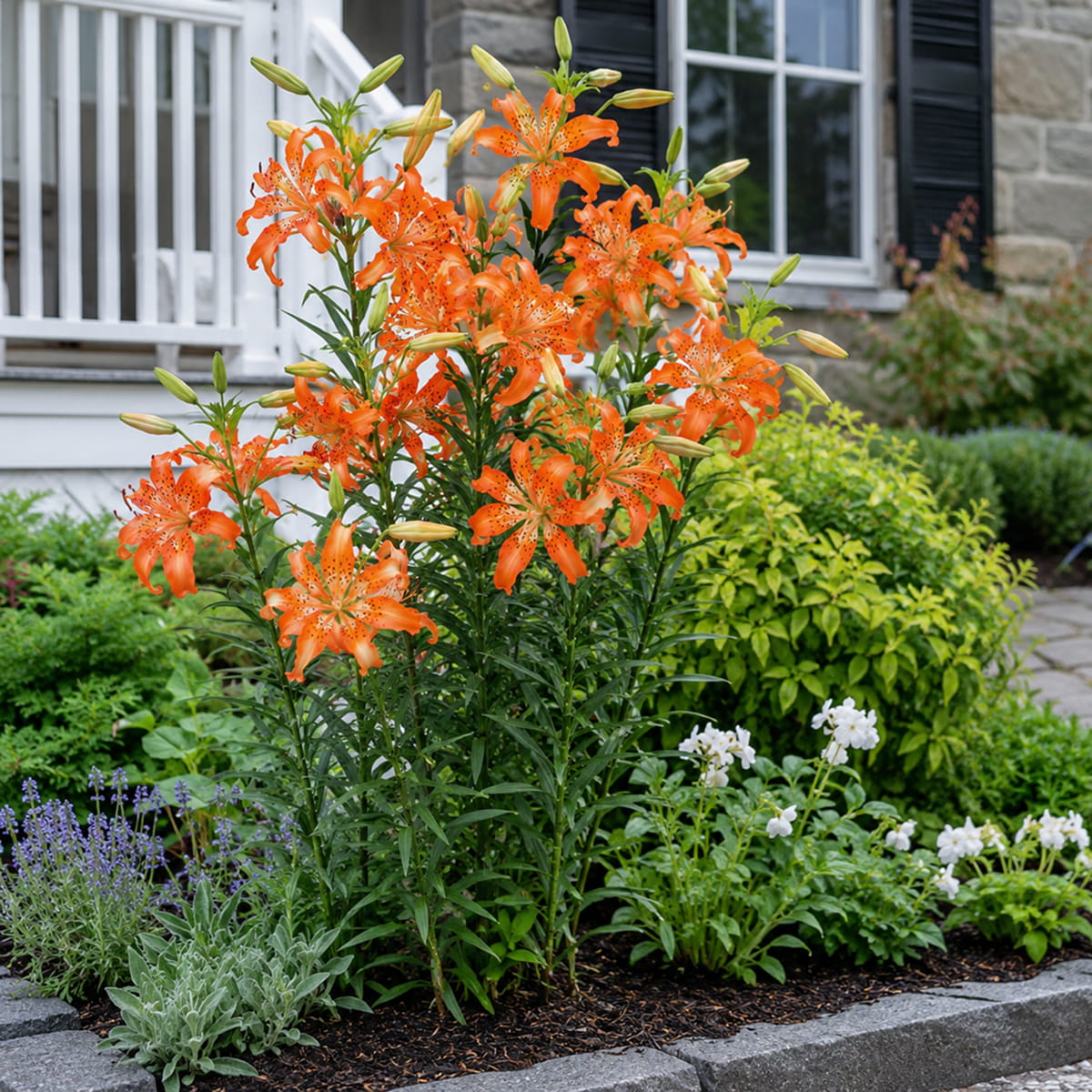 Lilie (Lilium) Must See - for Sale Lilie (Lilium) Must See