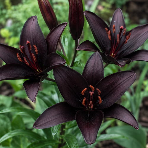Lily (Lilium) Nightrider - for Sale Lily (Lilium) Nightrider