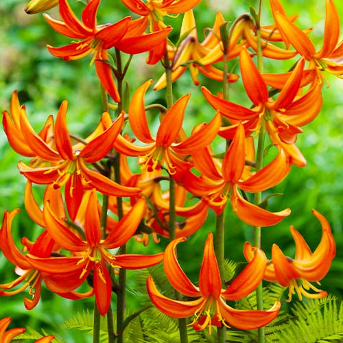 Lilium Orange Marmalade - for Sale Lilium Orange Marmalade