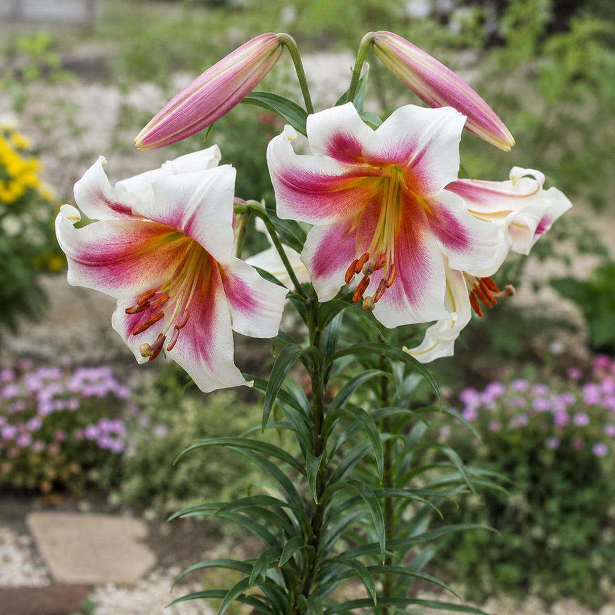 Lilium Passion Moon - for Sale Lilium Passion Moon