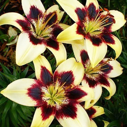 Lilie (Lilium) Patricias Pride - for Sale Lilie (Lilium) Patricias Pride