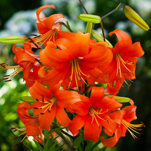 Lily (Lilium) Pearl Justien - for Sale Lily (Lilium) Pearl Justien