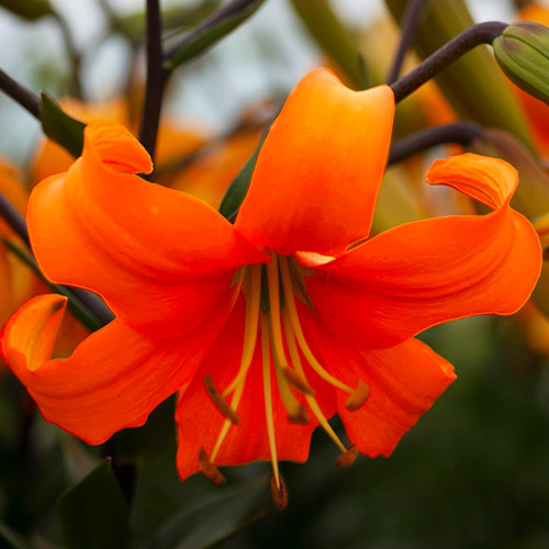 Lily (Lilium) Pearl Justien - for Sale Lily (Lilium) Pearl Justien