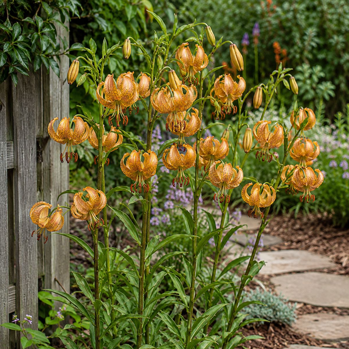 Lily (Lilium) Peppard Gold - for Sale Lily (Lilium) Peppard Gold
