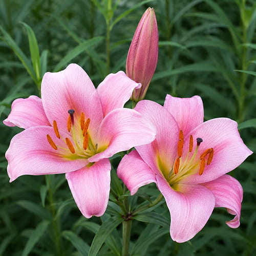 Lilium Pink Planet - for Sale Lilium Pink Planet