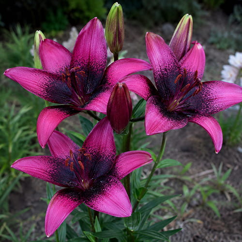 Lilie (Lilium) Purple Dream - for Sale Lilie (Lilium) Purple Dream