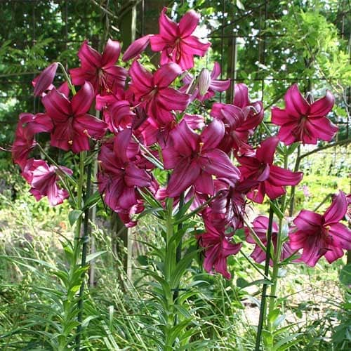 Lily (Lilium) Purple Marble - for Sale Lily (Lilium) Purple Marble