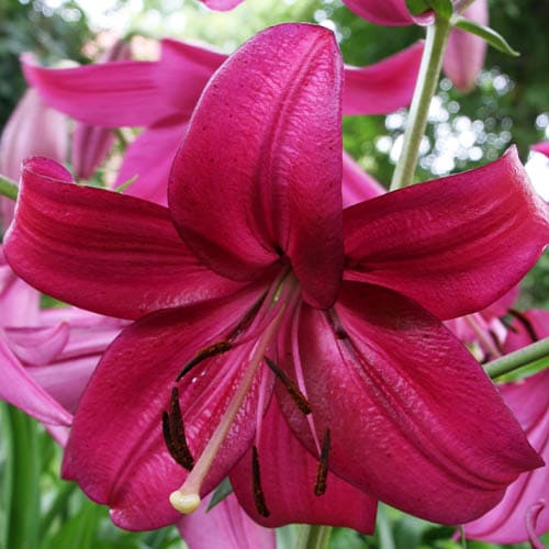Lily (Lilium) Purple Marble - for Sale Lily (Lilium) Purple Marble