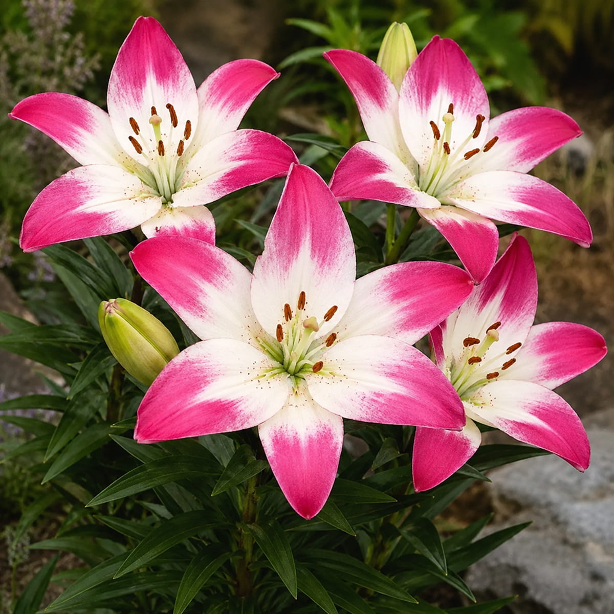 Lily (Lilium) Lollypop - for Sale Lily (Lilium) Lollypop