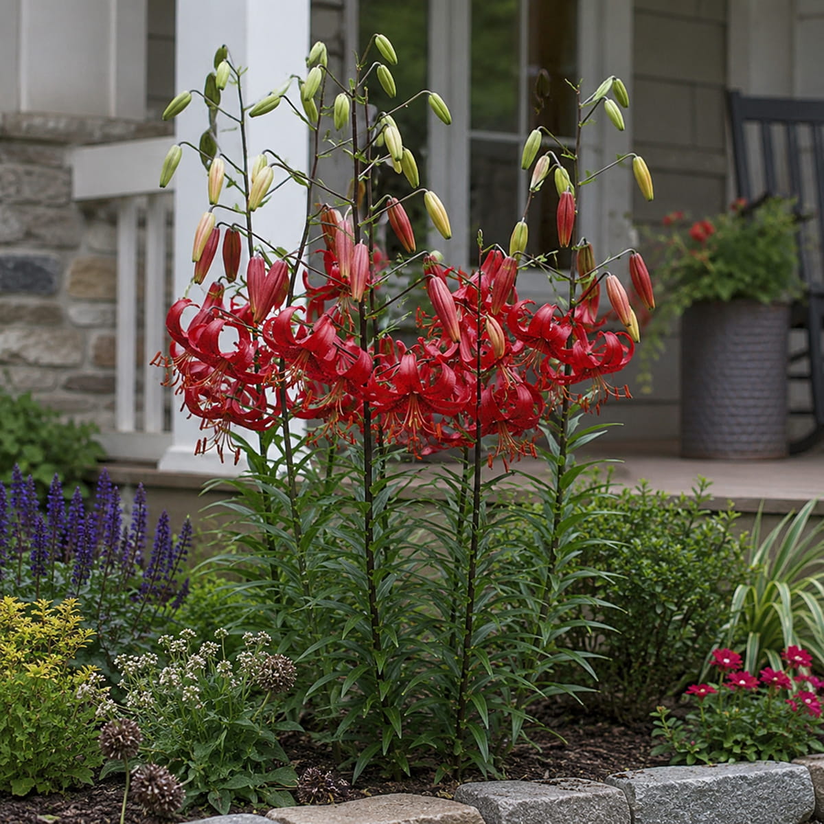 Lilie (Lilium) Red Velvet - for Sale Lilie (Lilium) Red Velvet