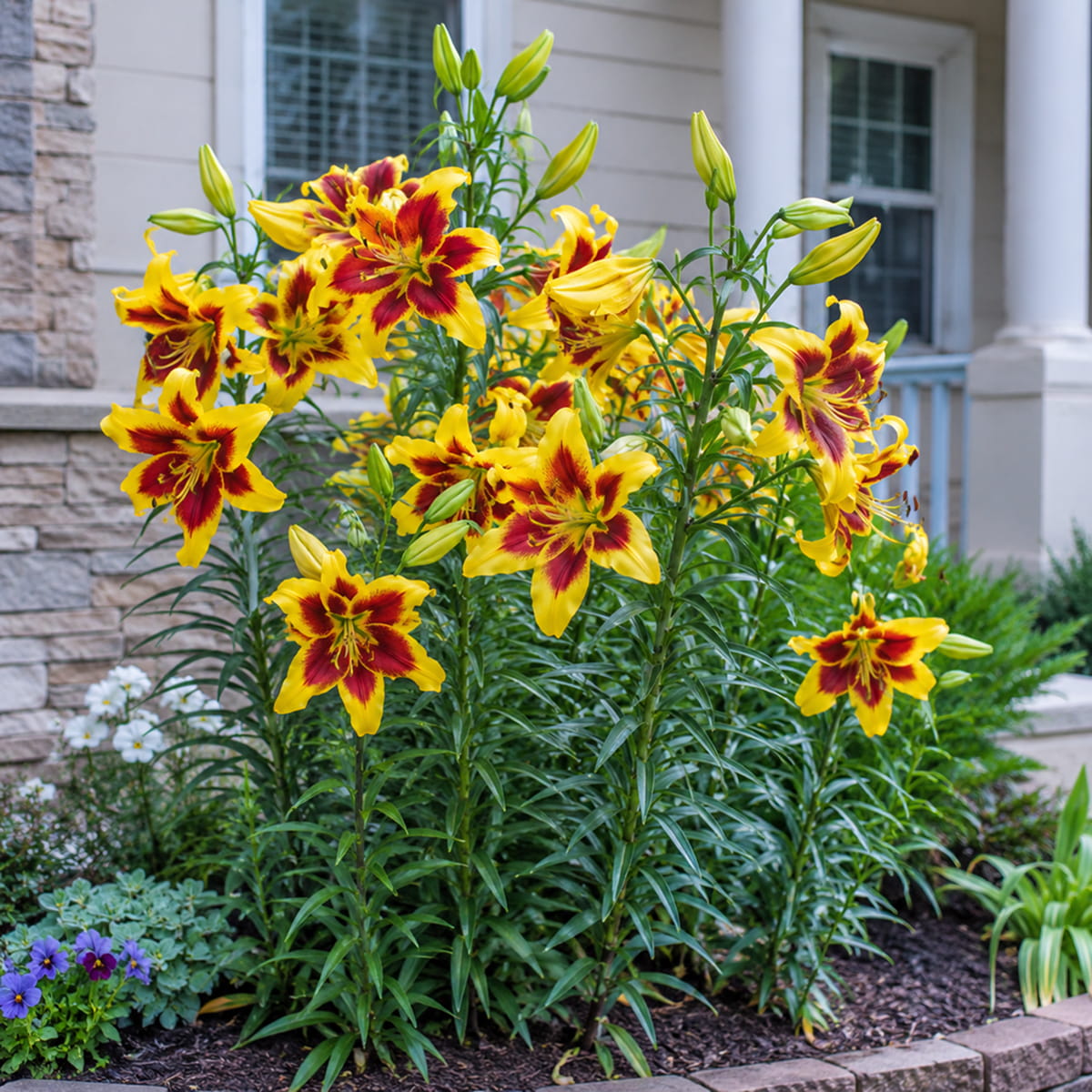 Lily (Lilium) Robert Swanson - for Sale Lily (Lilium) Robert Swanson