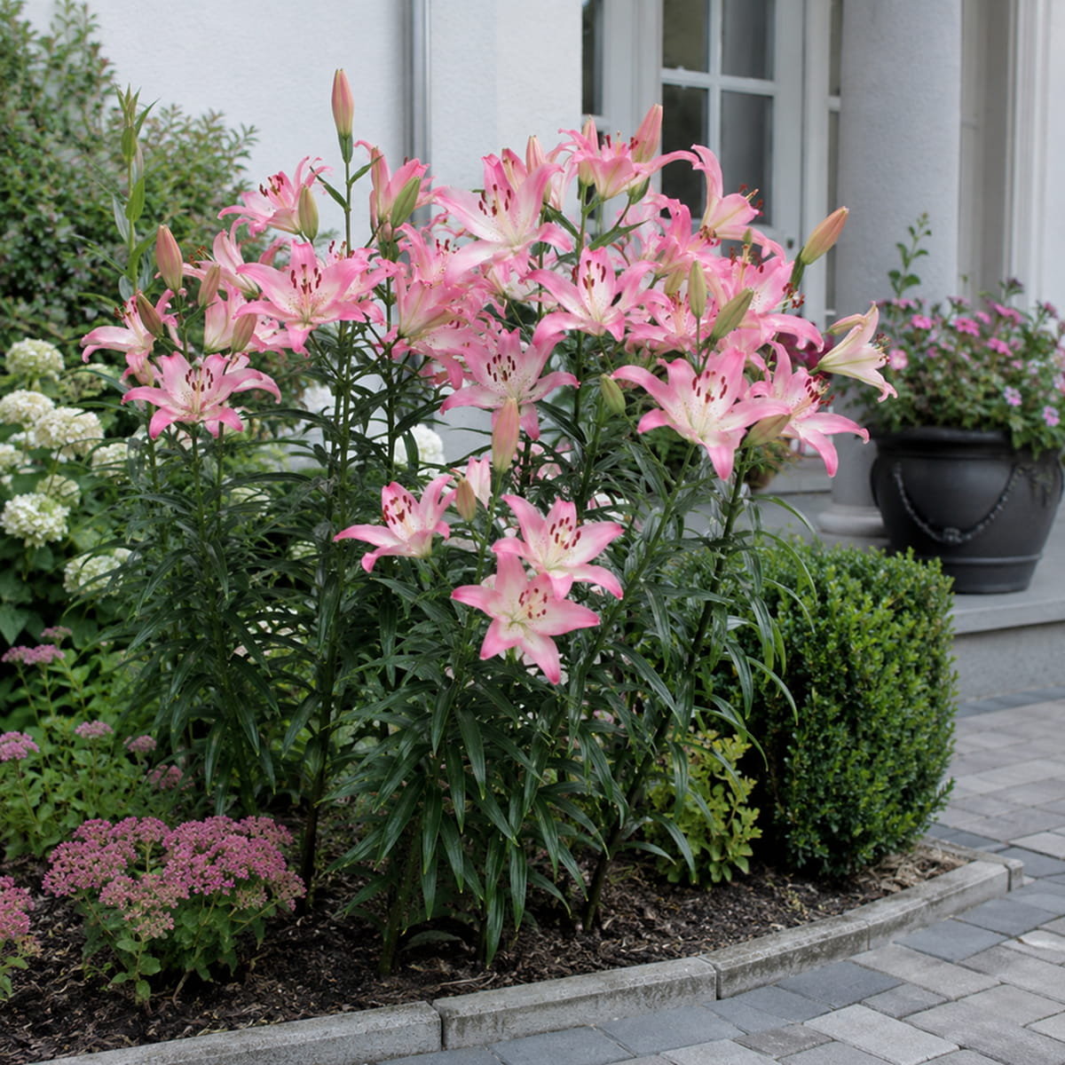 Lily (Lilium) Rosellas Dream - for Sale Lily (Lilium) Rosellas Dream