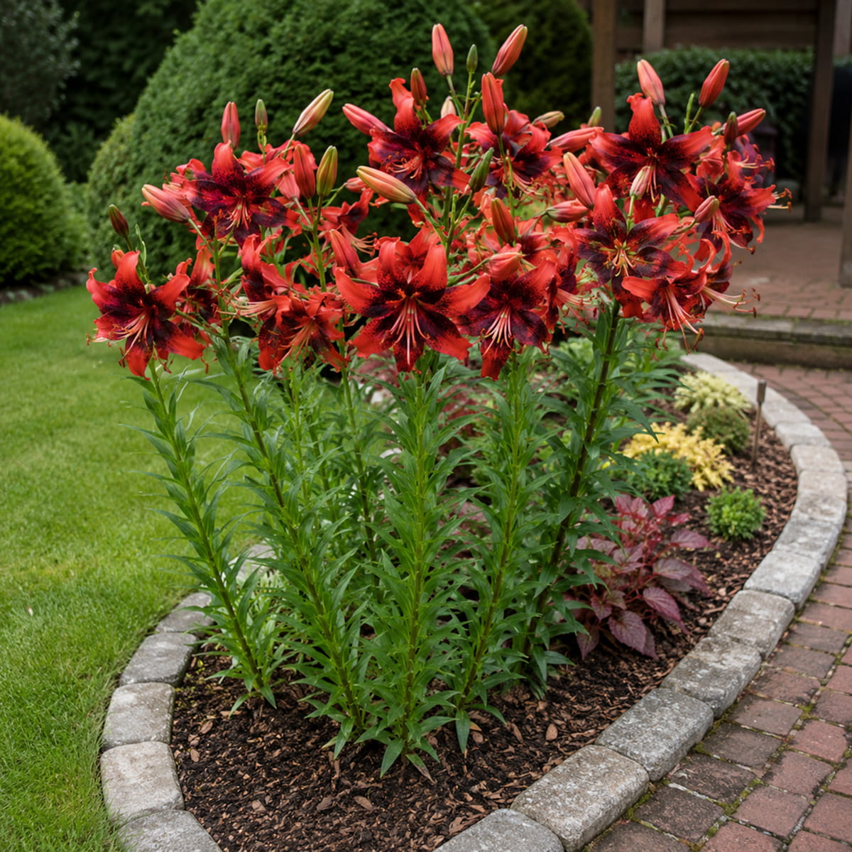 Lys (Lilium) Strawberry Event - for Sale Lys (Lilium) Strawberry Event