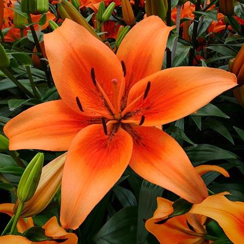 Lily (Lilium) Sunset Boulevard - for Sale Lily (Lilium) Sunset Boulevard