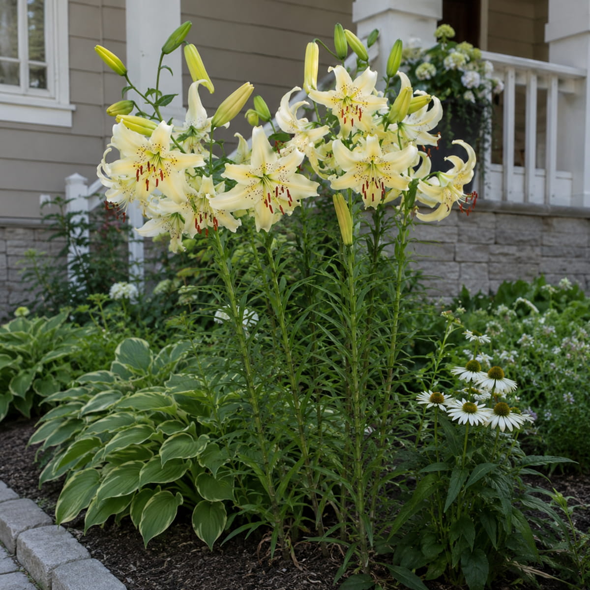 Lys (Lilium) Sweet Surrender - for Sale Lys (Lilium) Sweet Surrender