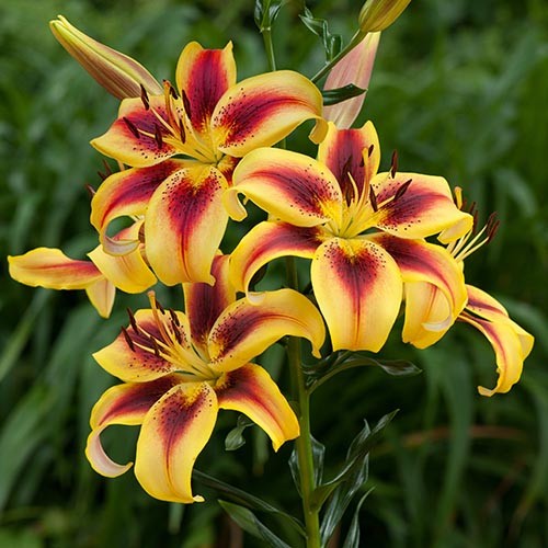 Lilie (Lilium) Viva la Vida - for Sale Lilie (Lilium) Viva la Vida