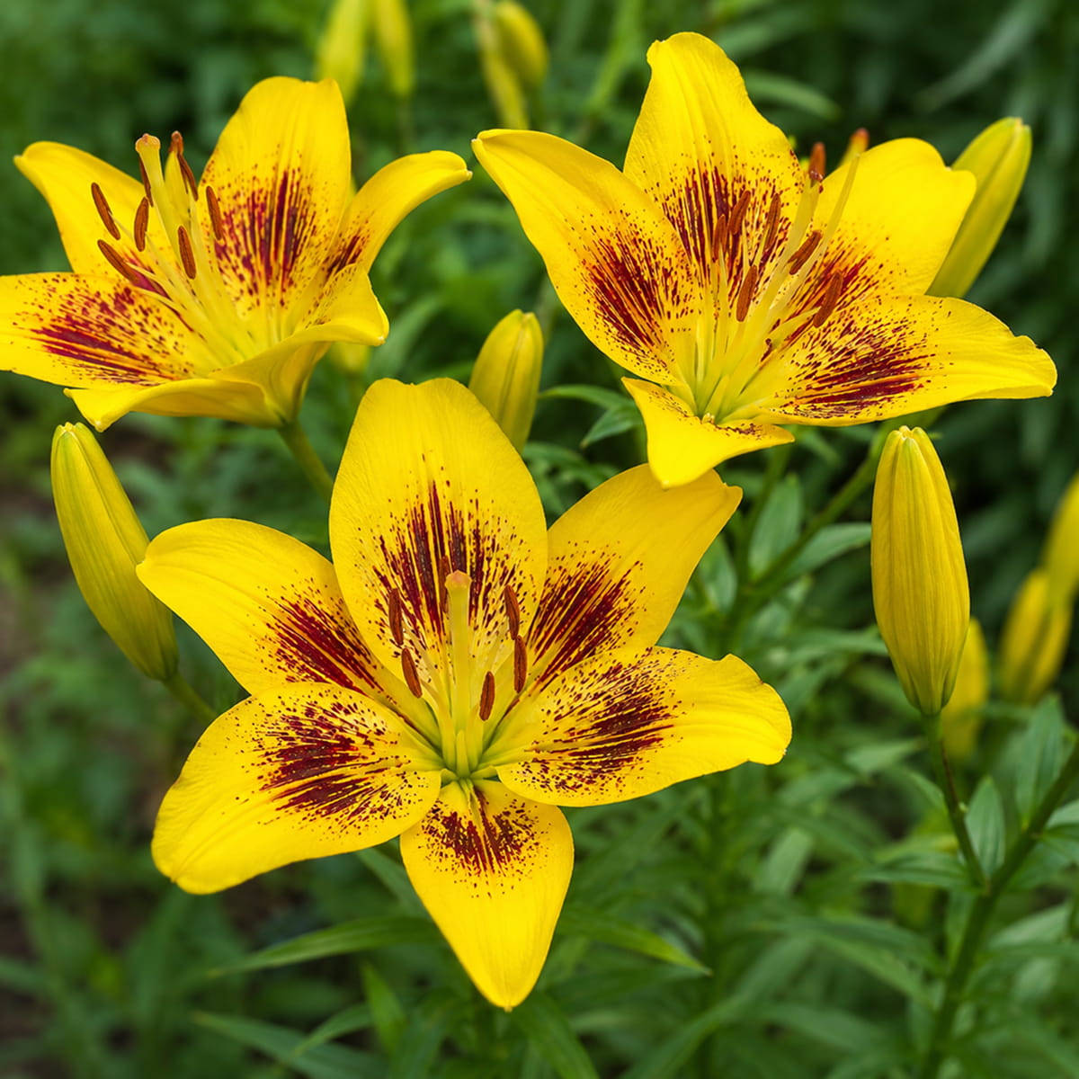 Lily (Lilium) Yellow Bruse - for Sale Lily (Lilium) Yellow Bruse