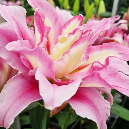 Lily (Lilium) Younique - for Sale Lily (Lilium) Younique